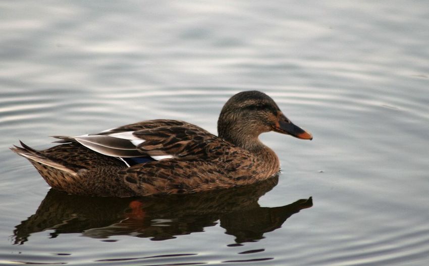 Side view of mallard duck swimming on lake