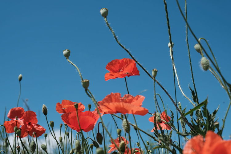 Close-up of red poppy flowers against sky