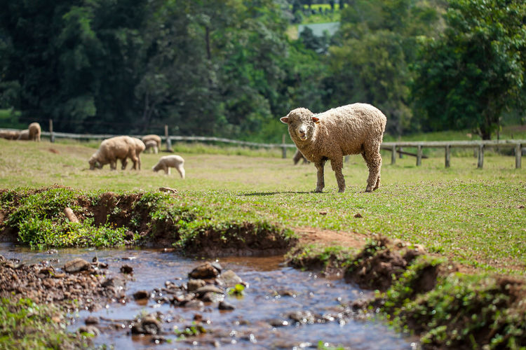 Herd of sheep in a farm