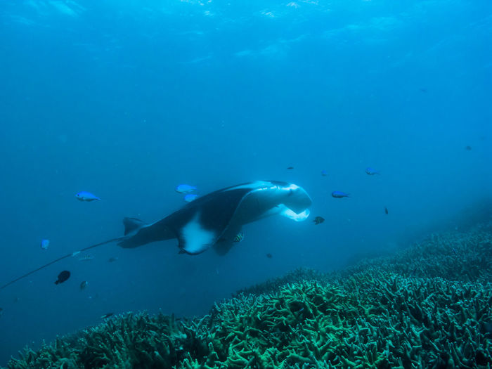 Manta ray. close-up of swimming in sea