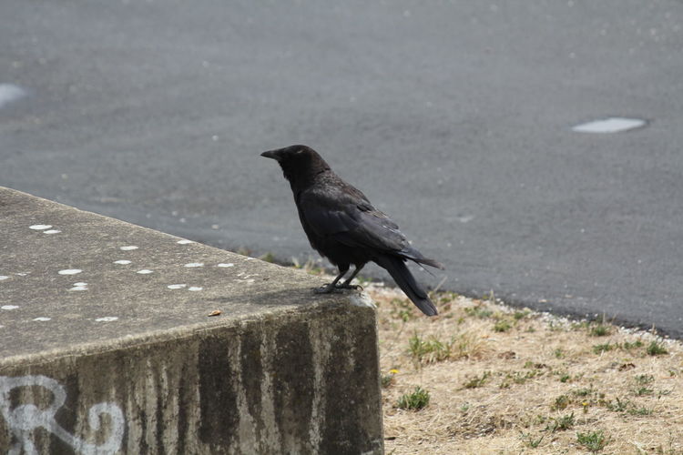 Bird perching on a road