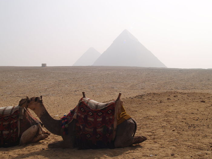Camels relaxing at desert against sky