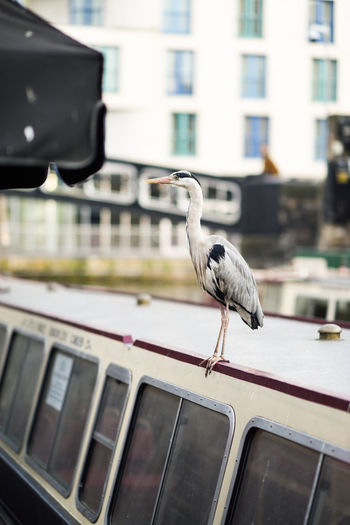 Bird perching on ferryboat
