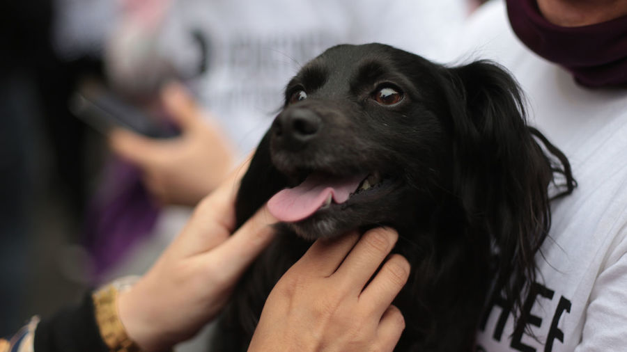 Close-up of hand holding dog