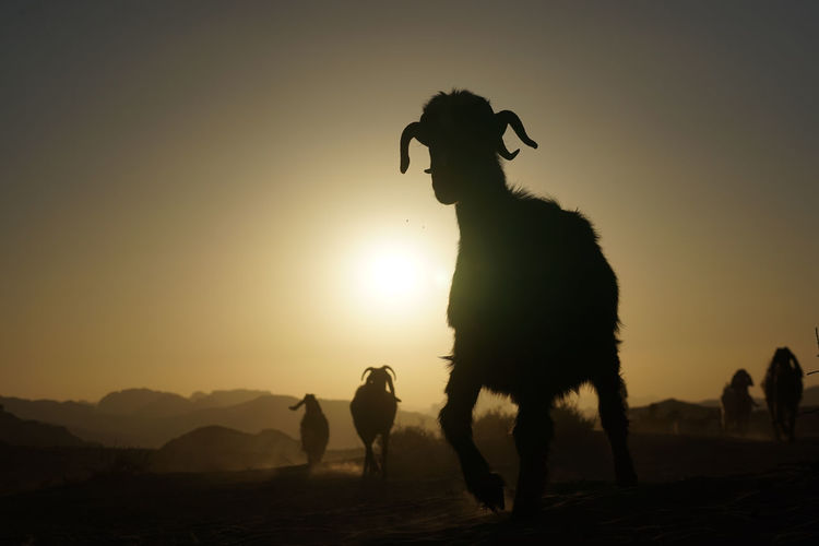 Silhouette of a sheep against clear sky at sunset
