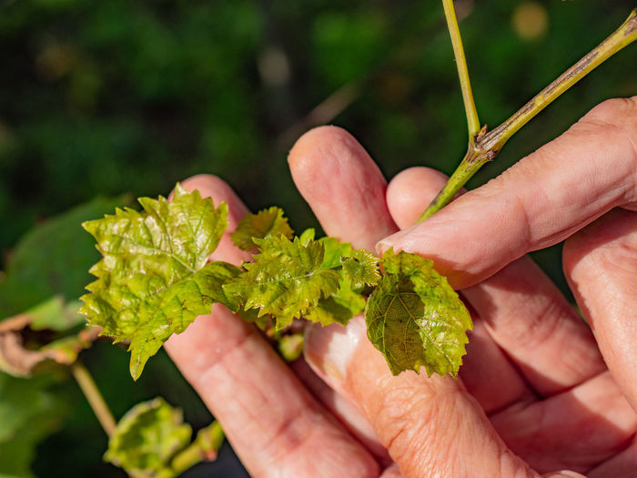 Man checks young inflorescence of grape sprouts on vine. leaves and buds blooming on  grape vine