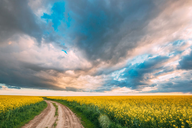Scenic view of agricultural field against sky