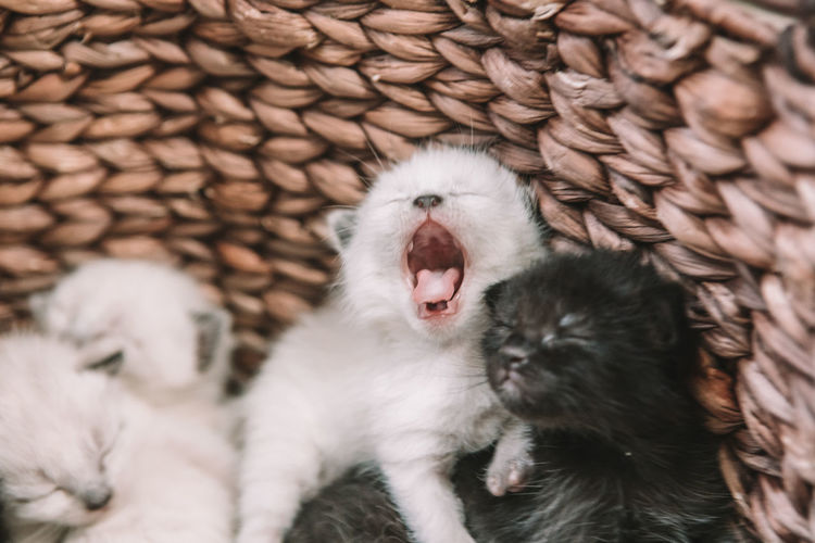 Small siamese kitten yawning - 2 weeks old