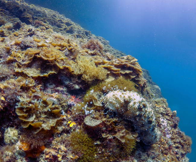 A sea cucumber on a coral reef in malapascua in the philippines