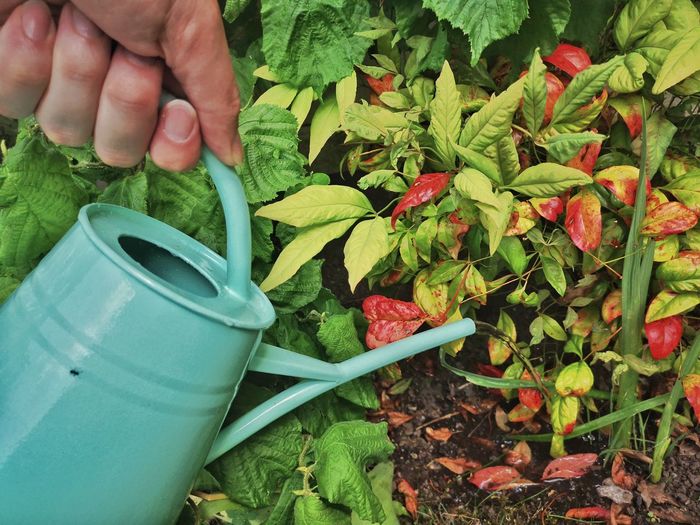 Midsection of person holding plants