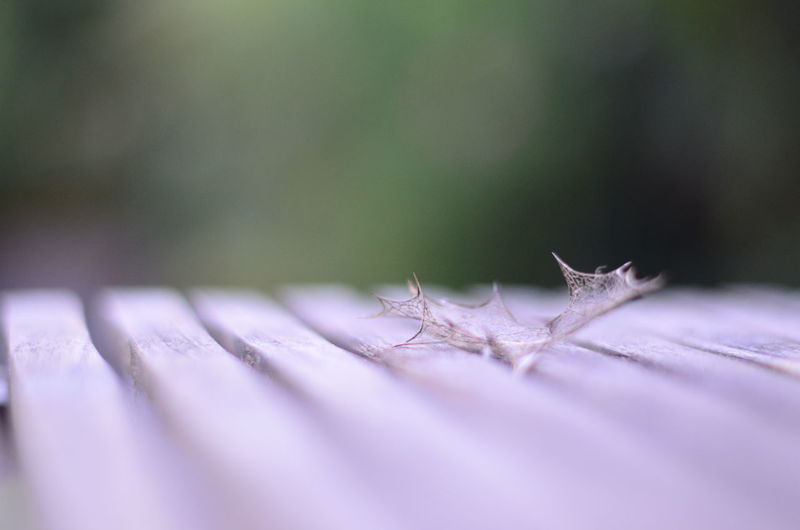 Close-up of fallen dried leaf on wooden bench