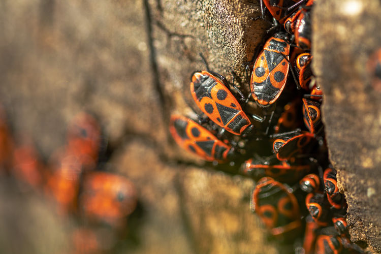 insect
