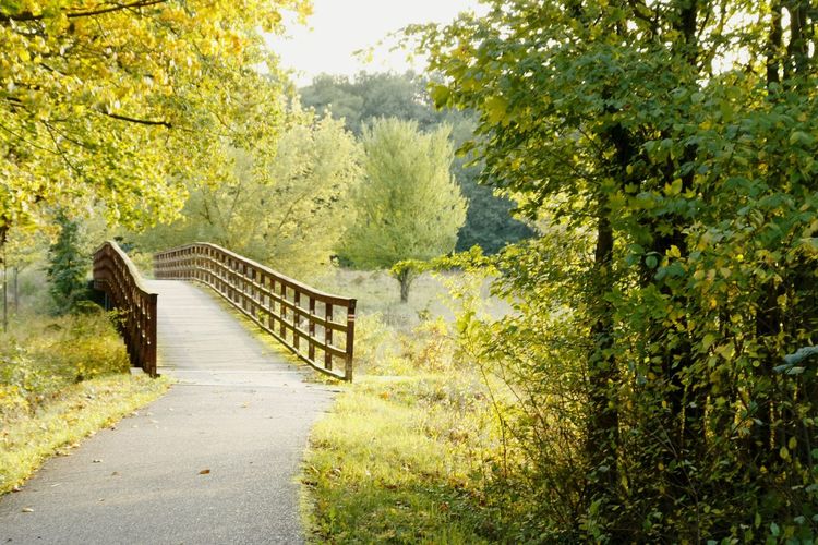 Footbridge over footpath amidst trees in forest