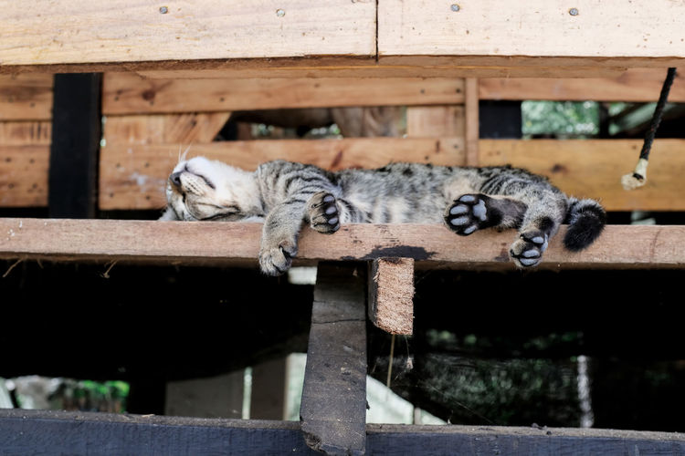 Cat lying in a zoo