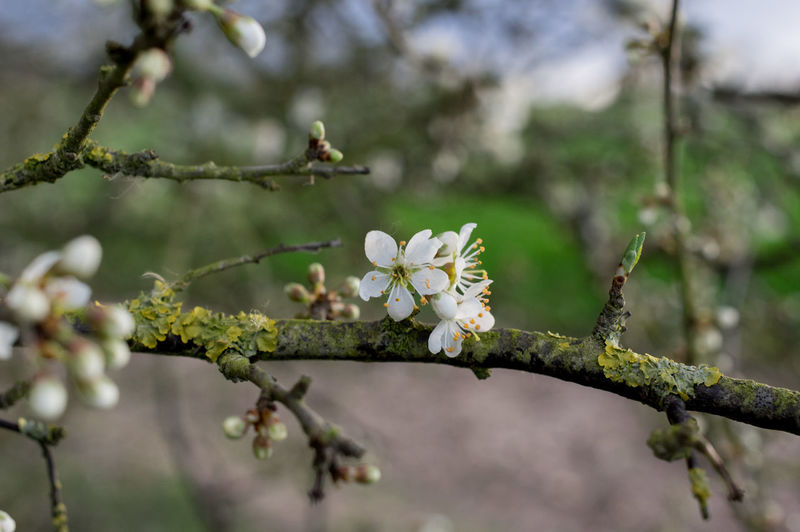 Close-up of white flowers