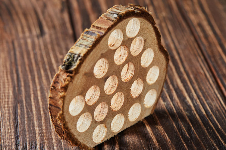 Piece of eucalyptus wood with holes for inhalation for sore throat on wooden background