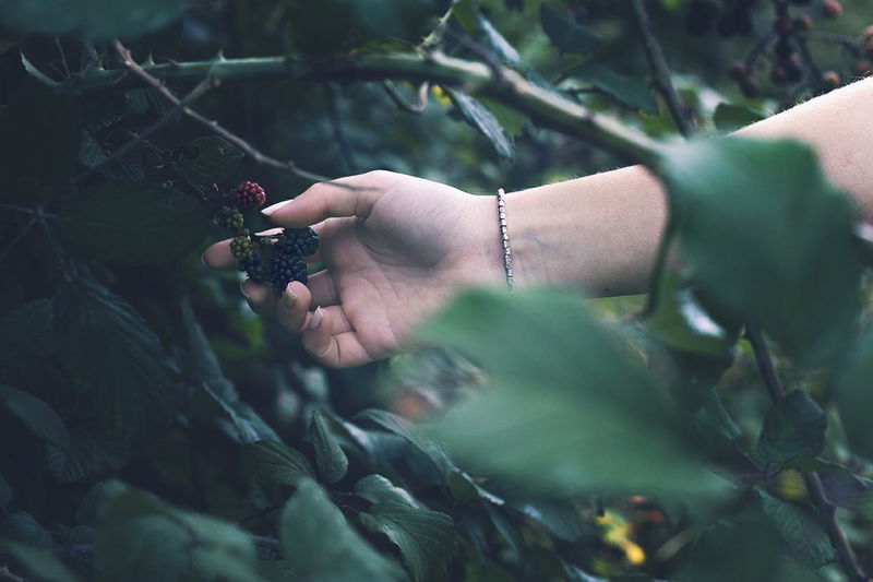Cropped image of person holding blackberries growing on plant