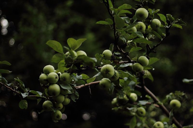 Close-up of green apples growing on tree