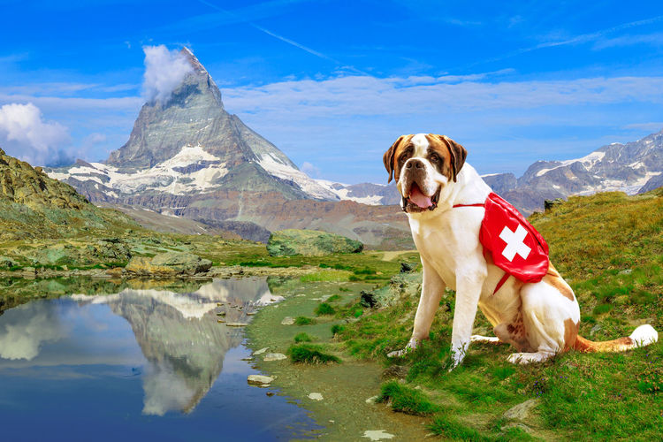 Dog standing in a lake against mountain range