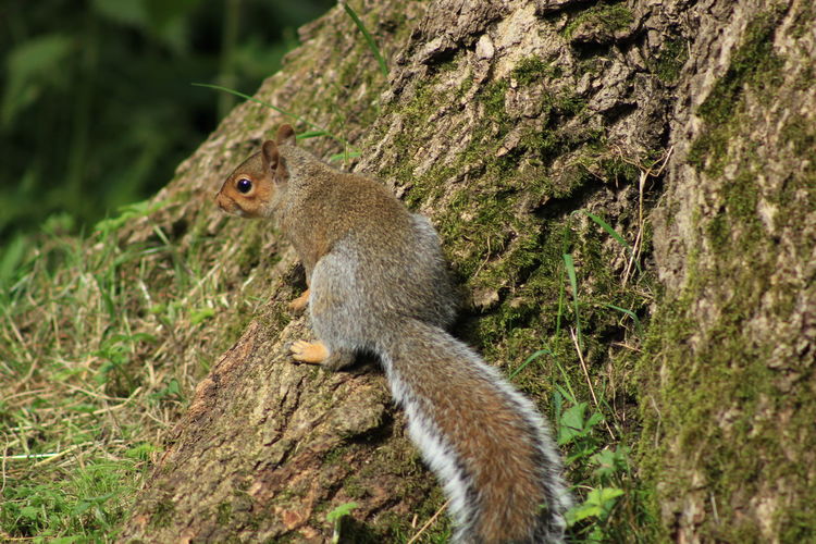 High angle view of squirrel on tree during sunny day
