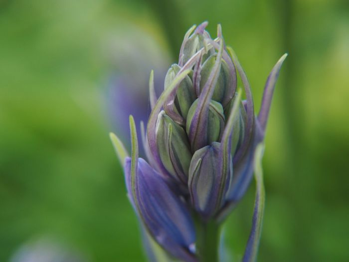 Close-up of purple flower buds