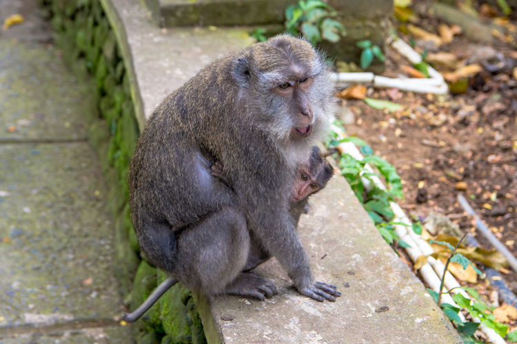 High angle view of monkey with infant sitting on retaining wall in forest