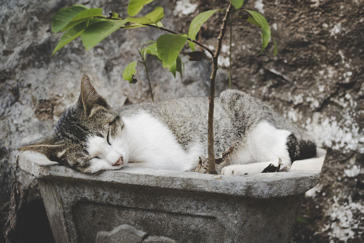 Young cat, not a kitten anymore, sleeping in a planter illustrating peace, rest, relaxation