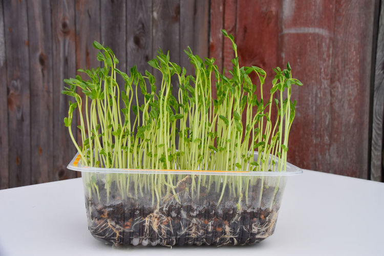Close-up of potted plant