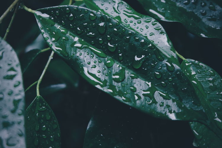 Close-up of wet plant leaves during rainy season
