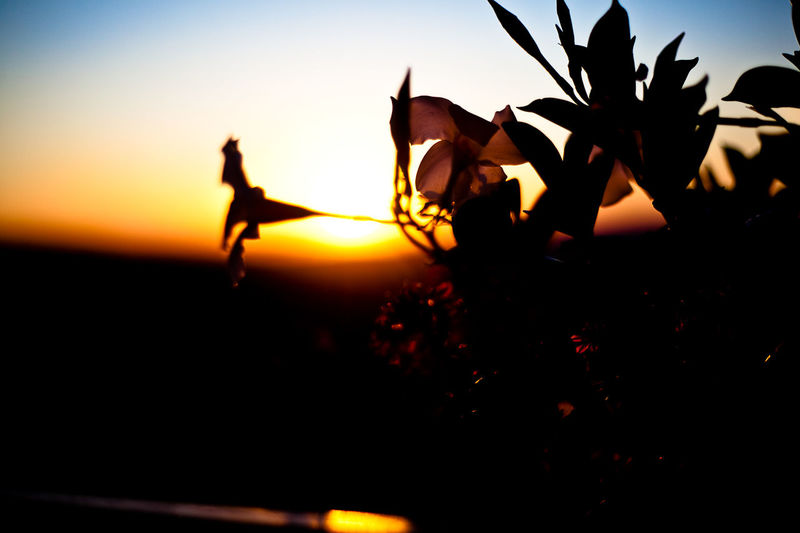 Close-up of silhouette flower against sky during sunset