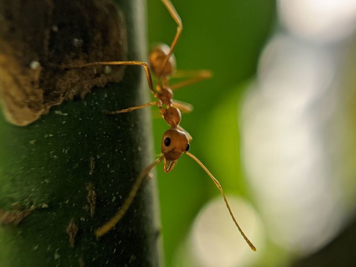 Ant's surprises