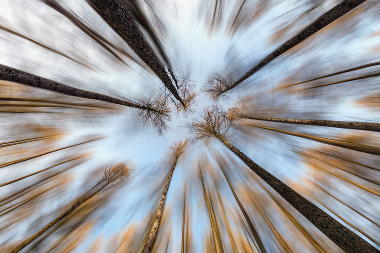 Low angle view of forest
