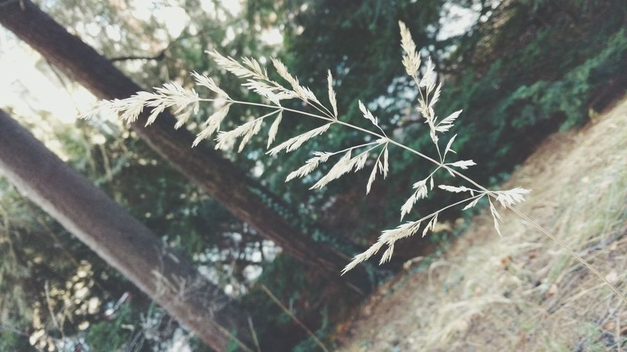 Close-up of spider web on plant