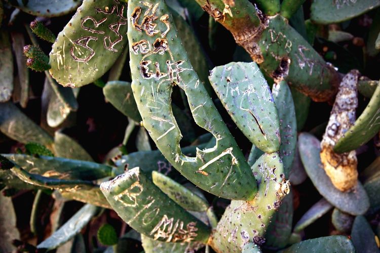 Close-up of damaged cactus