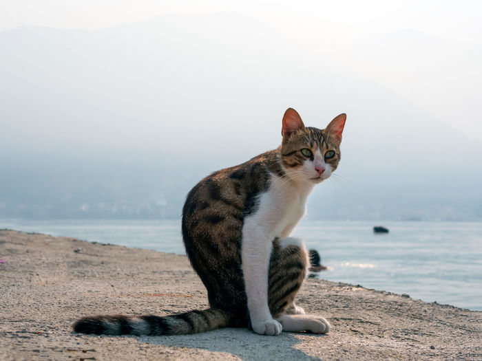 Portrait of cat sitting at beach