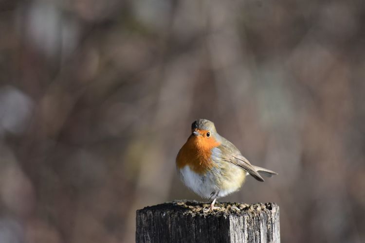 Red robin perching on wooden post
