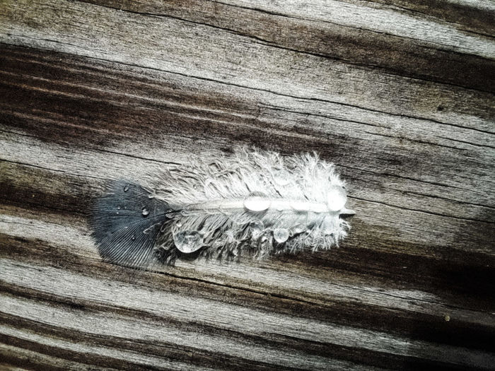 Close-up of feather on table