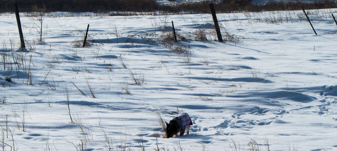 Panoramic view of pembroke welsh corgi on snow covered field