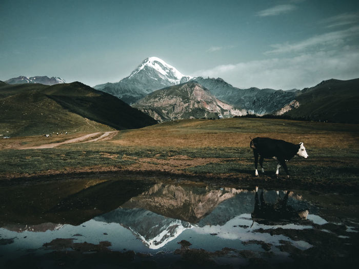 Cow by water against mountain