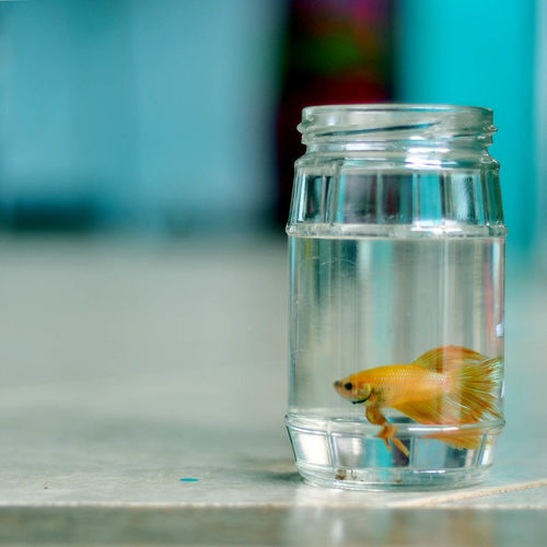 Siamese fighting fish in glass jar on table