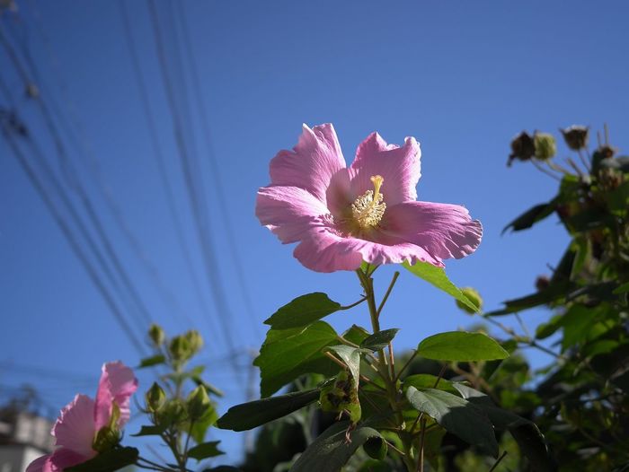 Close-up of pink hibiscus blooming against sky