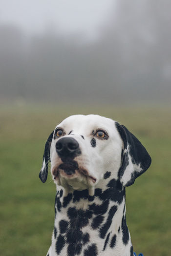 Dog standing on grassy field during foggy weather