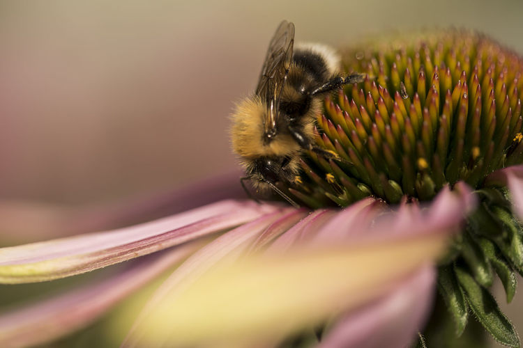 Close-up of bumblebee on eastern purple coneflower blooming outdoors