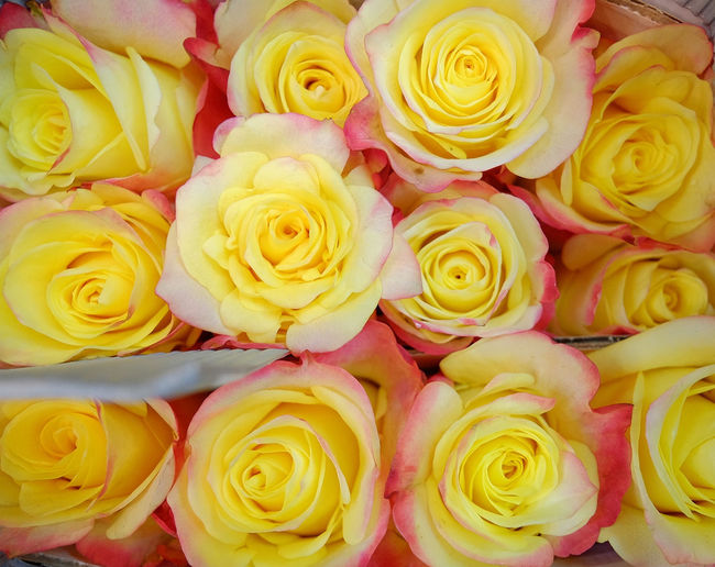 Full frame shot of yellow roses