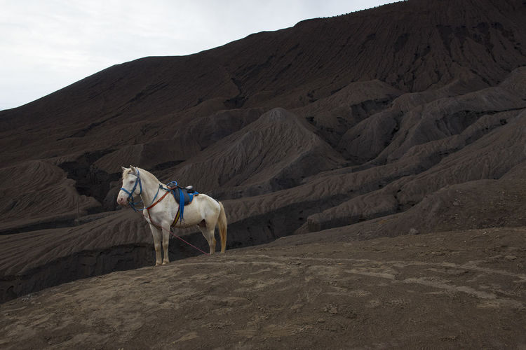View of horse on mount bromo