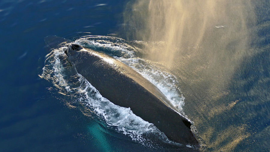 Back of humpback whale with blowhole