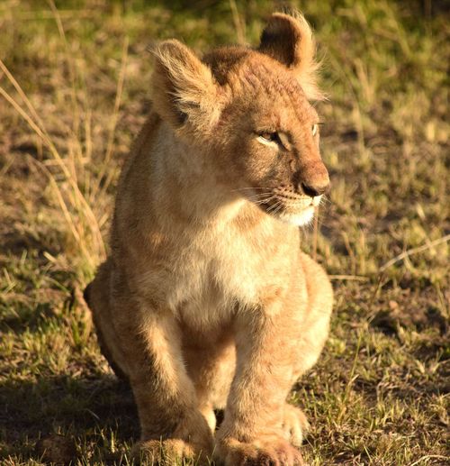 Lion looking away while sitting on land