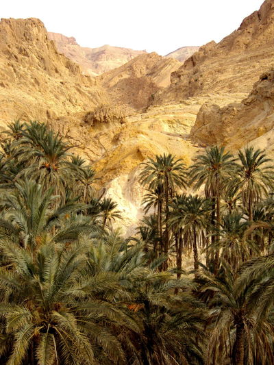 Palm trees growing against rocky mountains