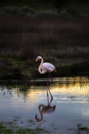 Pink flamingo 
