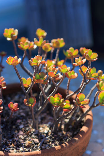 Close-up of flowering plant